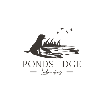 Pond’s Edge Labradors